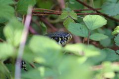 Gelbgrüne Zornnatter ( Hierophis viridiflavus)