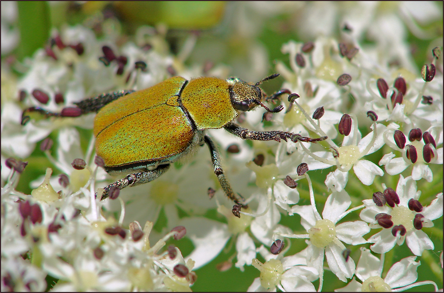 ~~  Gelbgrüner Purzelkäfer (Hoplia farinosa) ~~