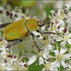 ~~  Gelbgrüner Purzelkäfer (Hoplia farinosa) ~~