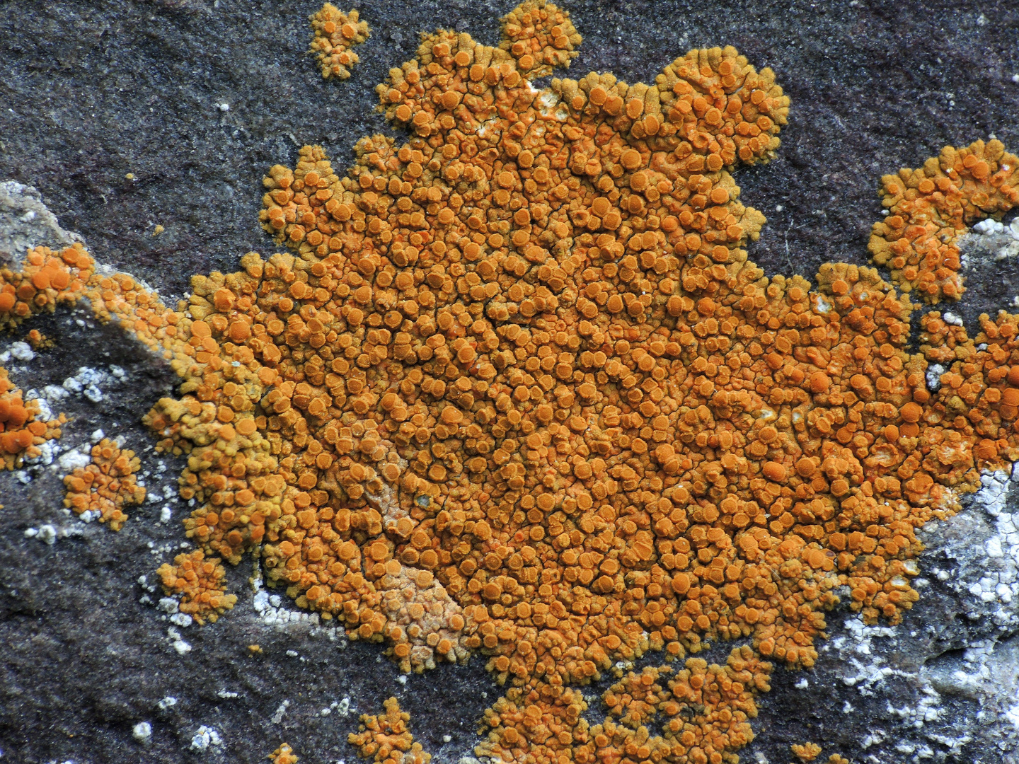 Gelbgrüner Schönfleck (Caloplaca flavovirescens) oder Calogaya pusilla ?