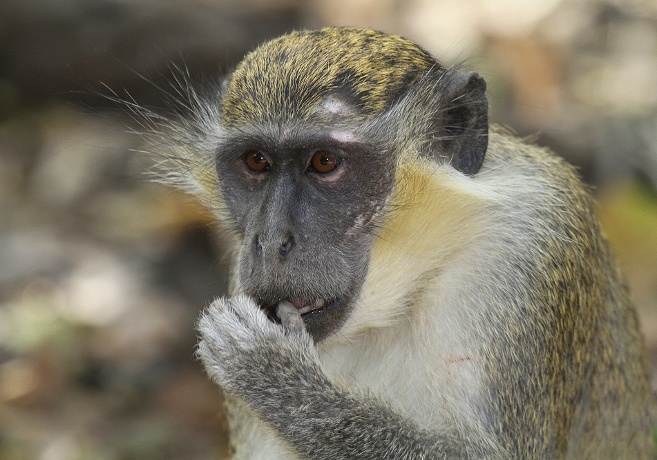 Gelbgrünmeerkatze - Ceropithecus sabaeus