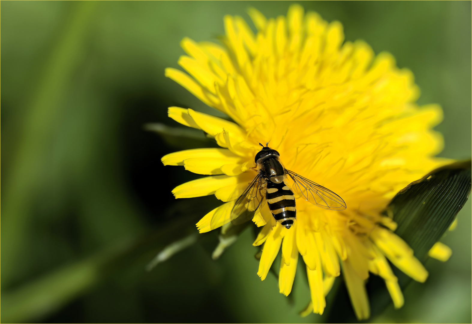 Gelbhaarige Wiesenschwebfliege