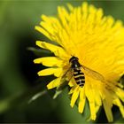 Gelbhaarige Wiesenschwebfliege