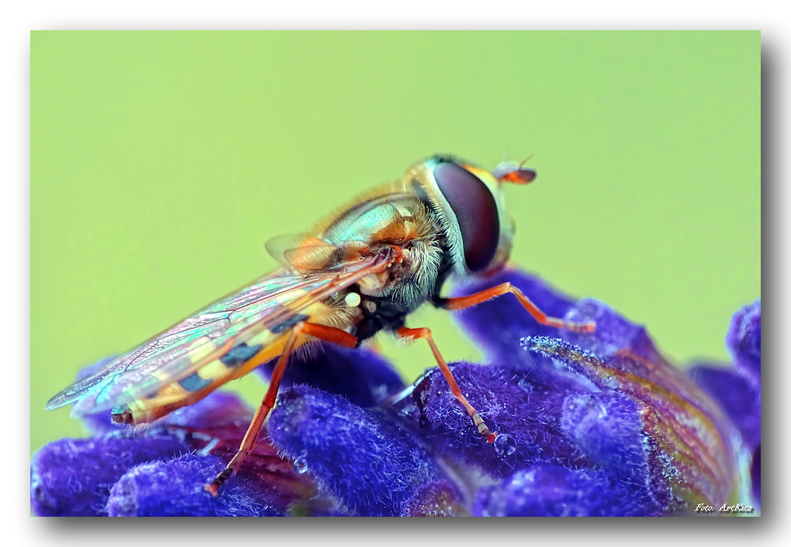 Gelbhaarige Wiesenschwebfliege - Epistrophe melanostoma