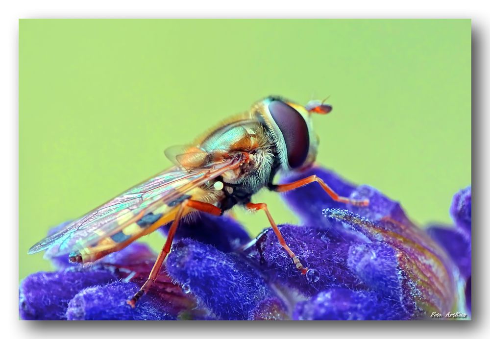 Gelbhaarige Wiesenschwebfliege - Epistrophe melanostoma