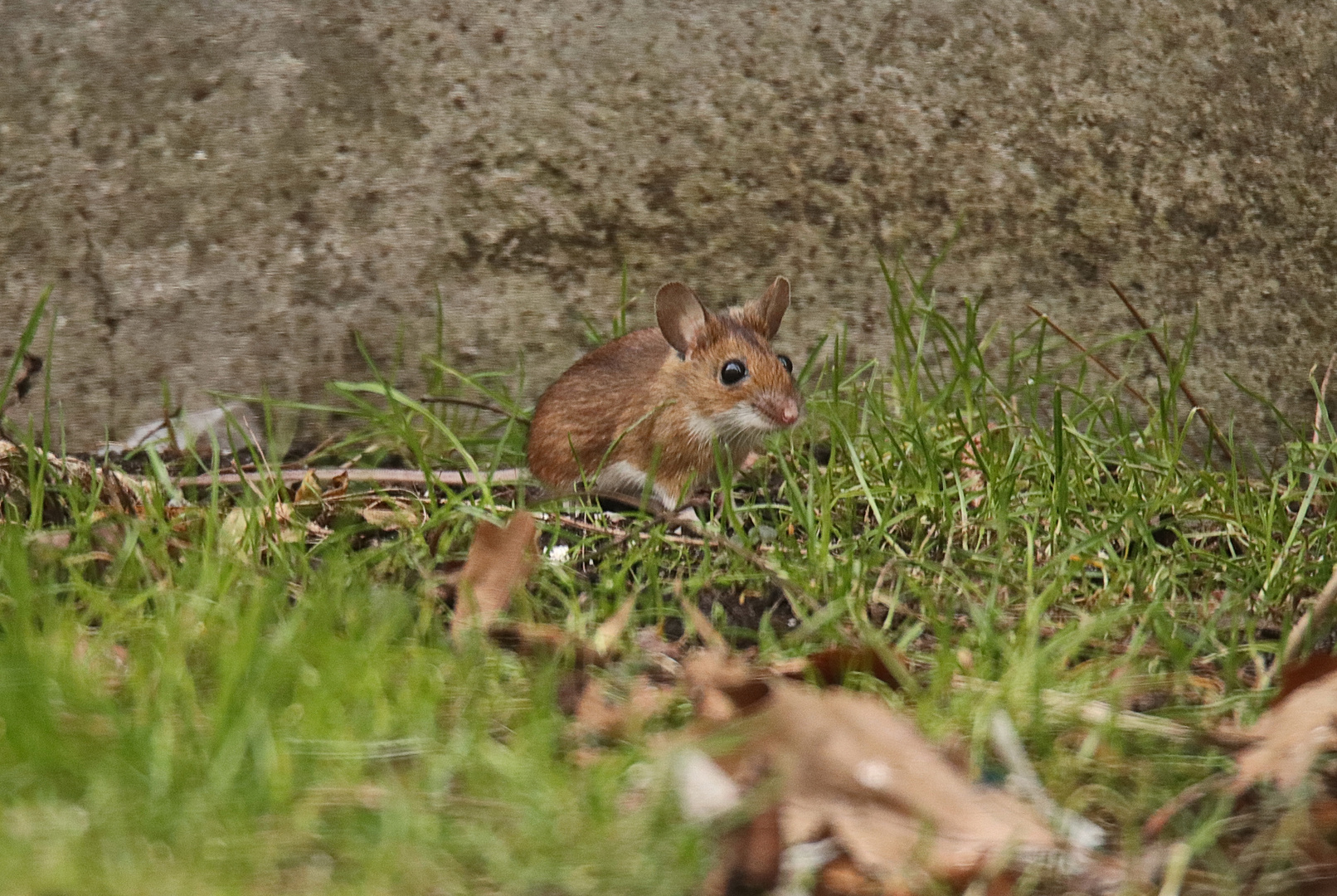 Gelbhalsmaus Foto & Bild natur, mauer, tiere Bilder auf