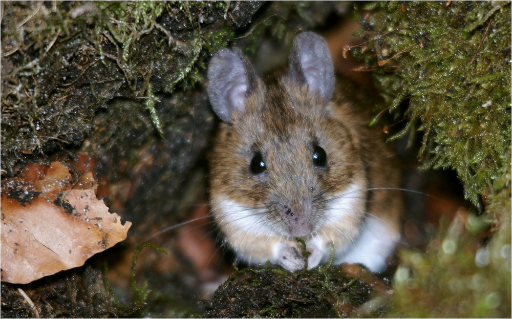 Gelbhalsmaus im Wald