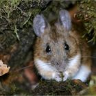 Gelbhalsmaus im Wald