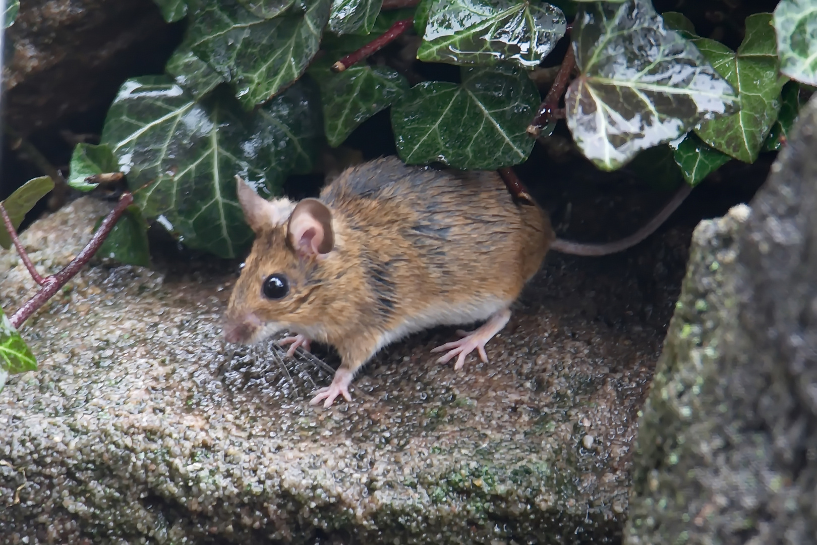 Gelbhalsmaus in vor ihrem Versteck