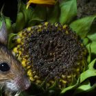 Gelbhalsmaus mit Sonnenblume