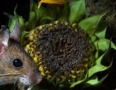 Gelbhalsmaus mit Sonnenblume