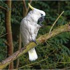 Gelbhauben Kakadu (Cacatua galerita)