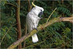 Gelbhauben Kakadu (Cacatua galerita)