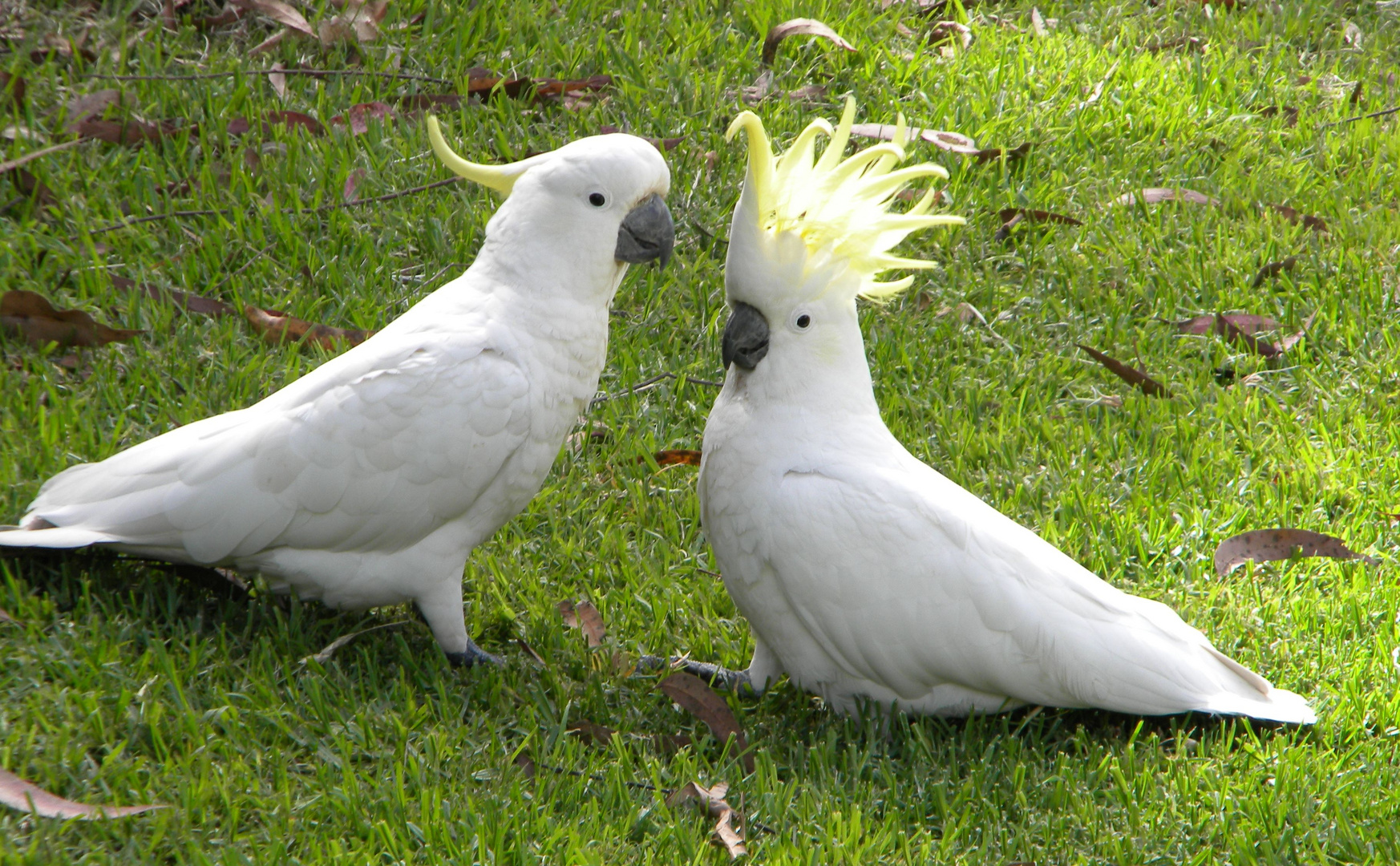 Gelbhaubenkakadu Foto & Bild | tiere, wildlife, wild lebende vögel