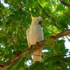 Gelbhaubenkakadu (Cacatua galerita) im Royal National Park