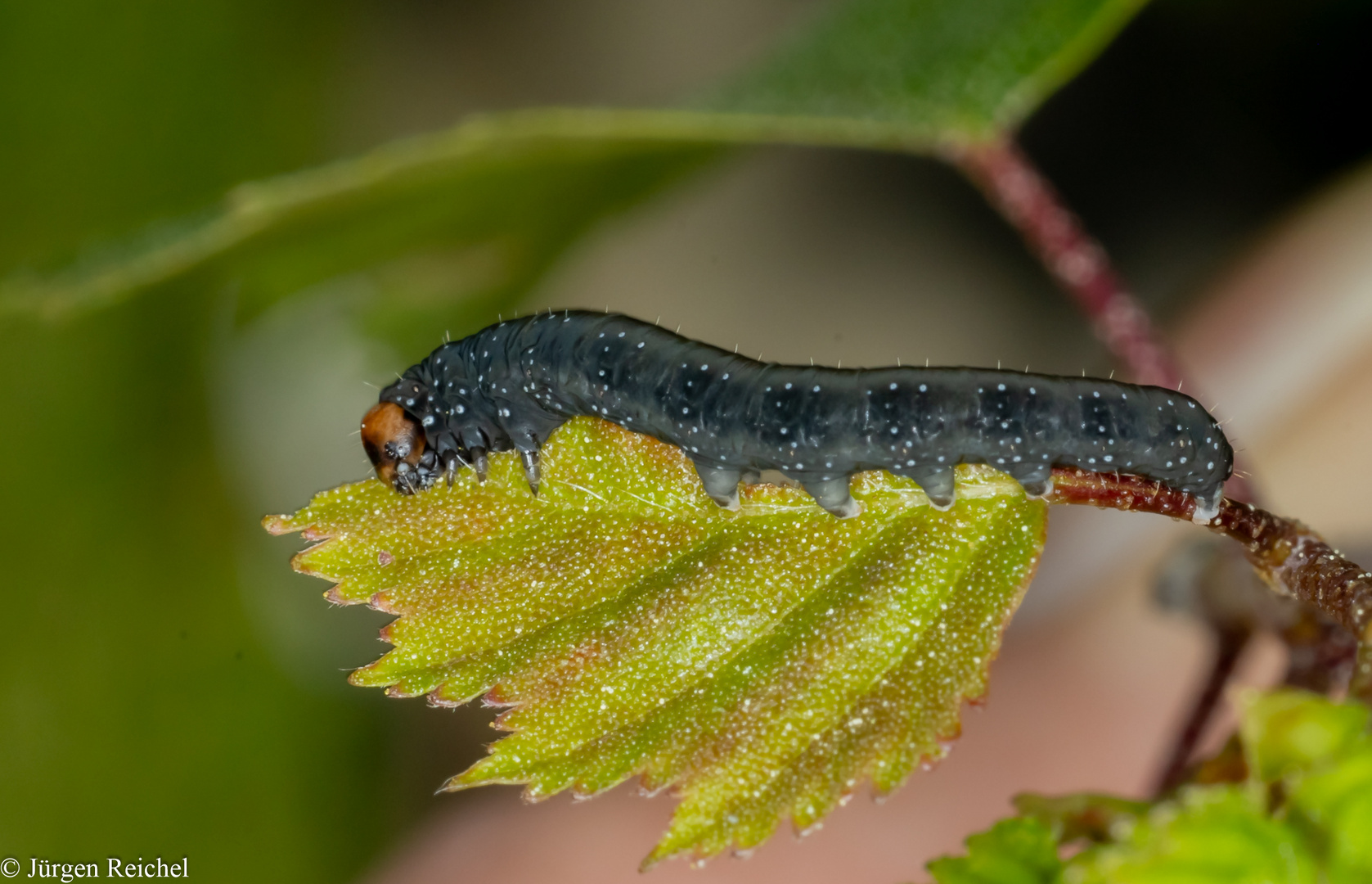 Gelbhorn-Eulenspinner (Achlya flavicornis)