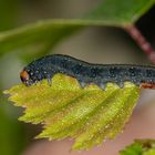 Gelbhorn-Eulenspinner (Achlya flavicornis)