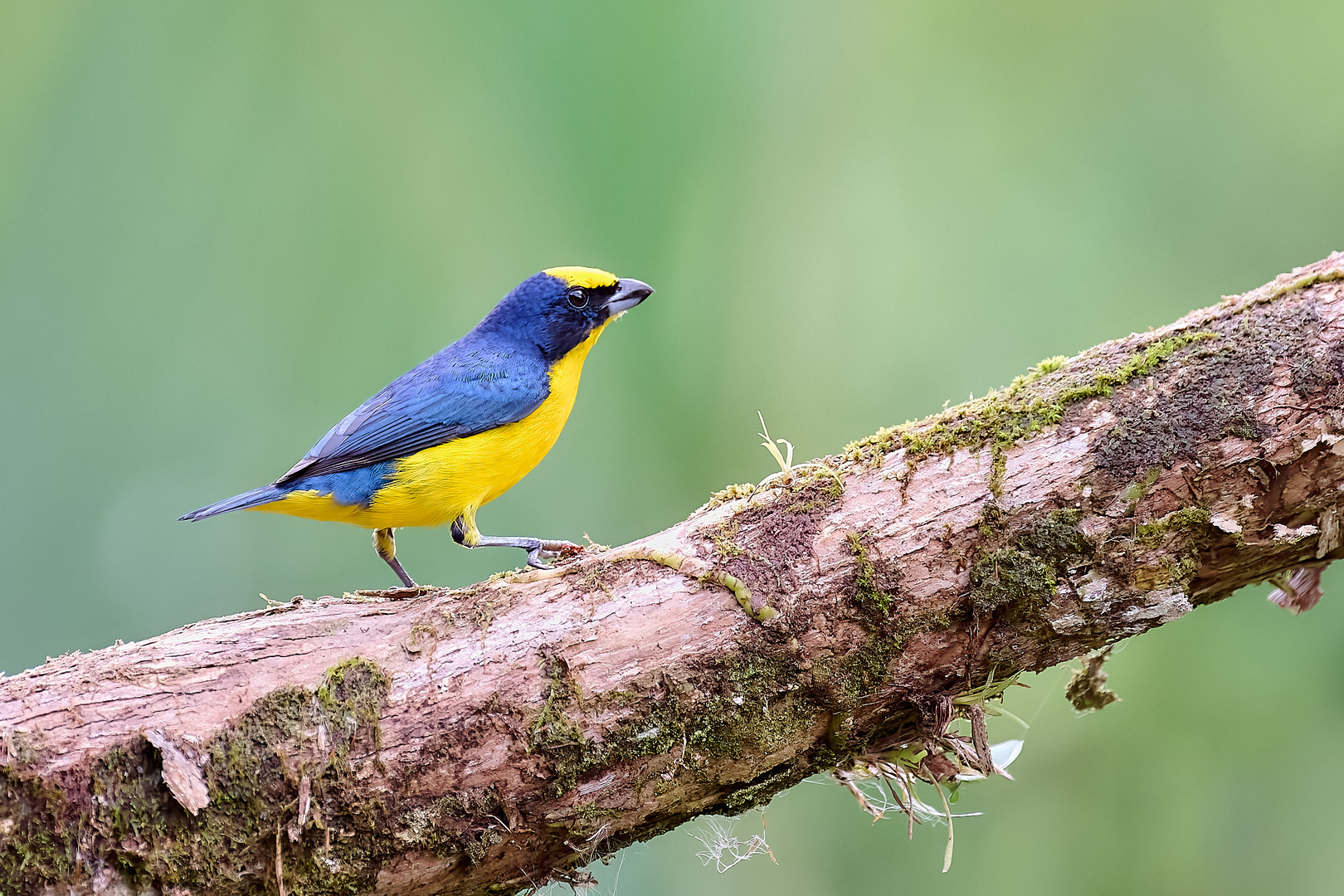 Gelbkehl Euphonia