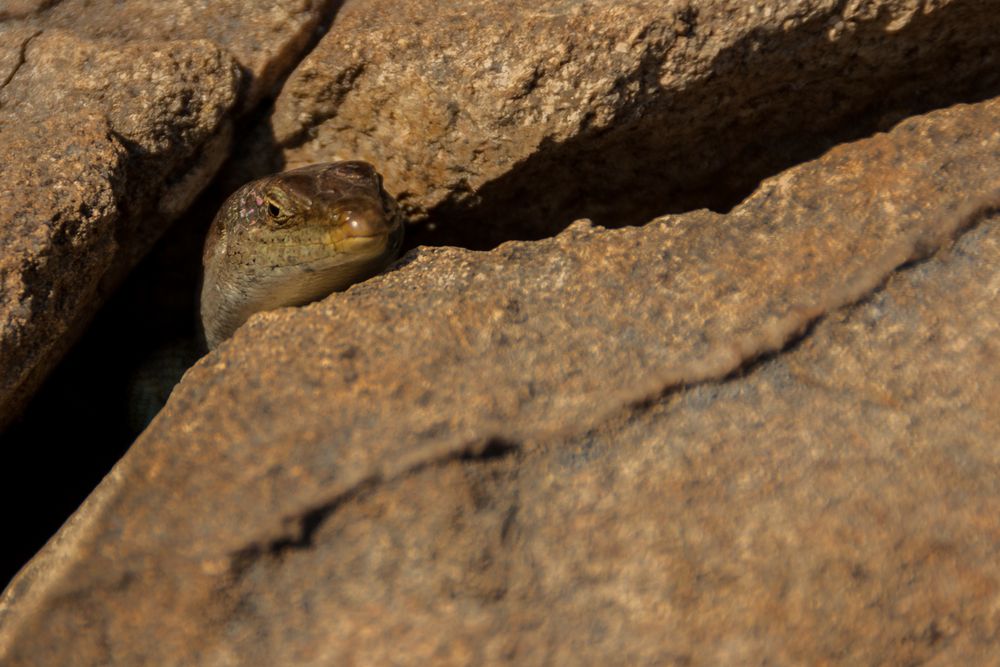 Gelbkehl-Schildeidechse - Yellow throated plated lizard (Gerrohosaurus flavigularis)