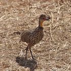 Gelbkehlfrankolin  -  Yellow-necked Spurfowl