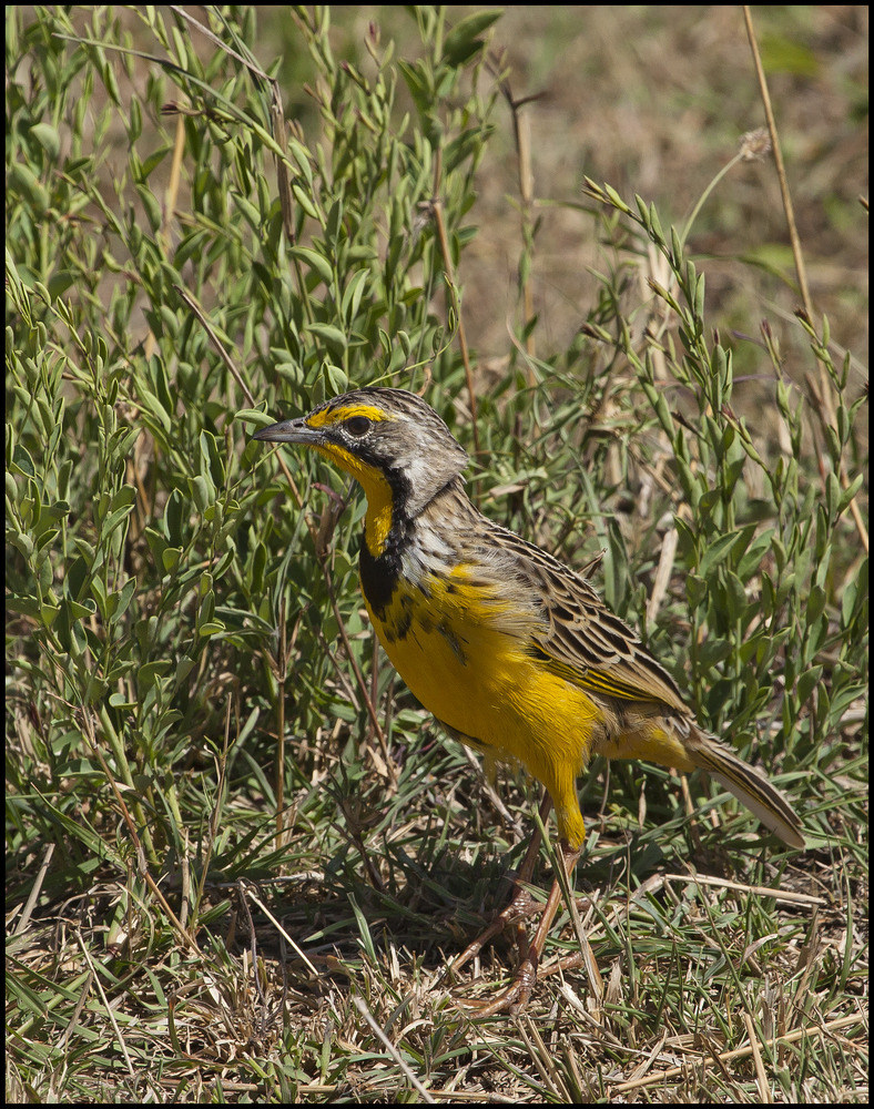 "Gelbkehlpieper " (Yellow-throated Longclaw)