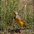 "Gelbkehlpieper " (Yellow-throated Longclaw)