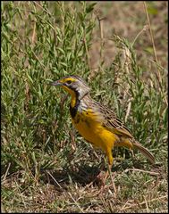 "Gelbkehlpieper " (Yellow-throated Longclaw)