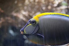 Gelbklingen Nasendoktorfisch