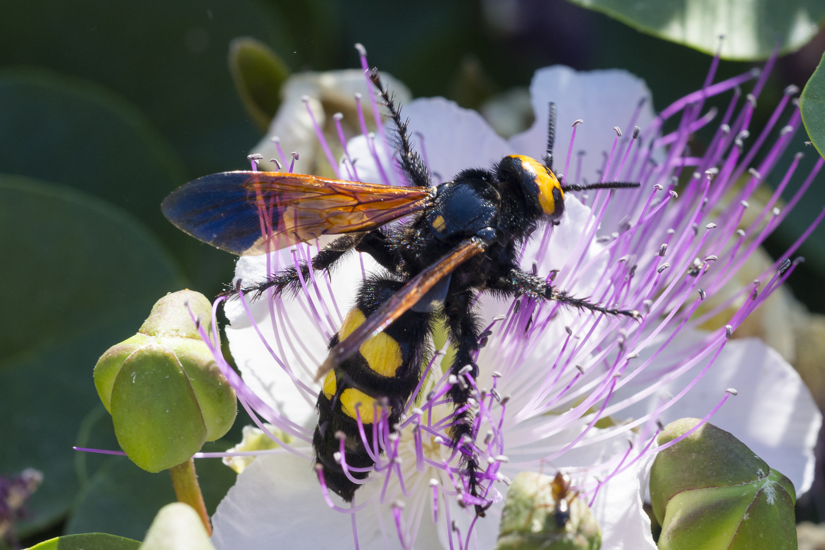 Gelbköpfige Dolchwespe auf Kapernblüte