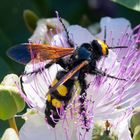 Gelbköpfige Dolchwespe auf Kapernblüte