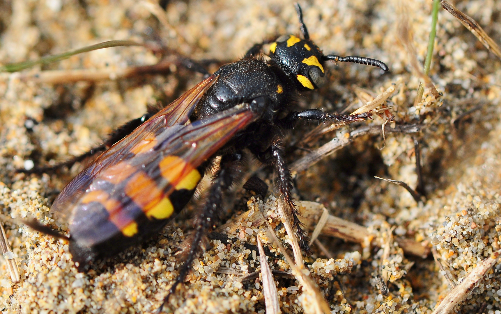 Gelbköpfige Dolchwespe . Megascolia maculata