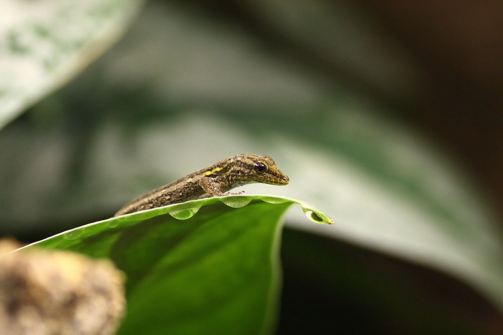 Gelbkopf-Zwerggecko - Lygodactylus picturatus - Weibliches Jungtier