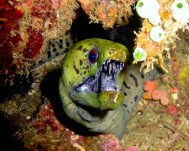 Gelbkopfmuräne - Gymnothorax fimbriatus - Fimbriated Moray