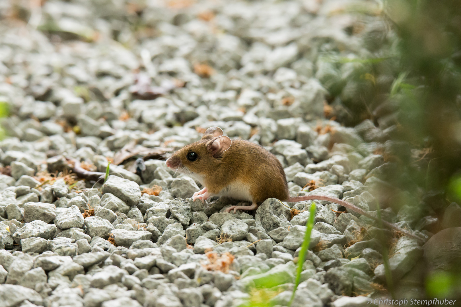 Gelbkragenmaus