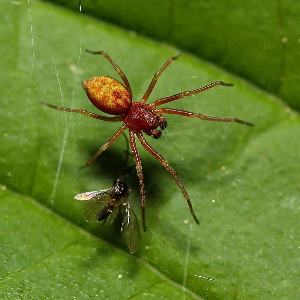 Gelbliche Lauerspinne (Nigma flavescens)