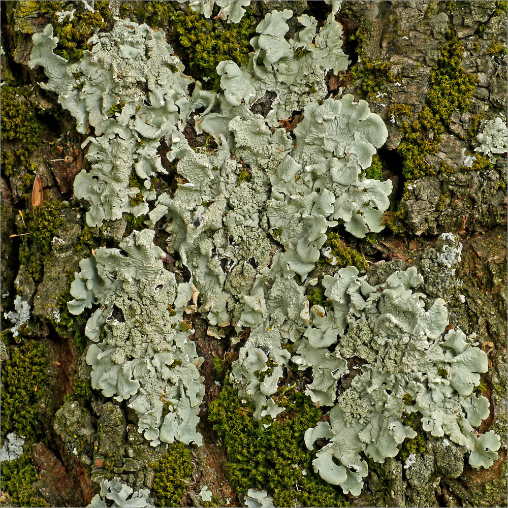 Gelbliche Schüsselflechte (Flavopunctelia flaventior) 1