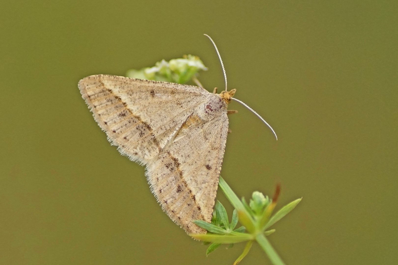 Gelblicher Luzernespanner (Isturgia arenacearia), Weibchen