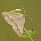 Gelblicher Luzernespanner (Isturgia arenacearia), Weibchen