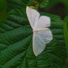 Gelblichweißer Kleinspanner oder Seidenglanz Kleinspanner oder Silberweißer Kleinspanner