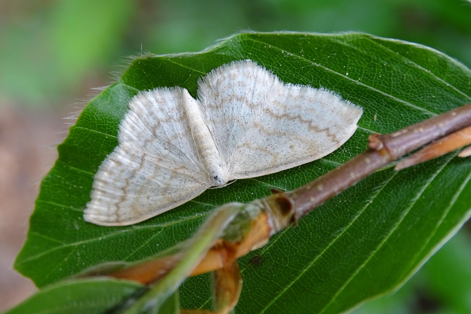 Gelblichweißer Kleinspanner - vielen Dank an Peter Butterfly