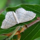 Gelblichweißer Kleinspanner - vielen Dank an Peter Butterfly