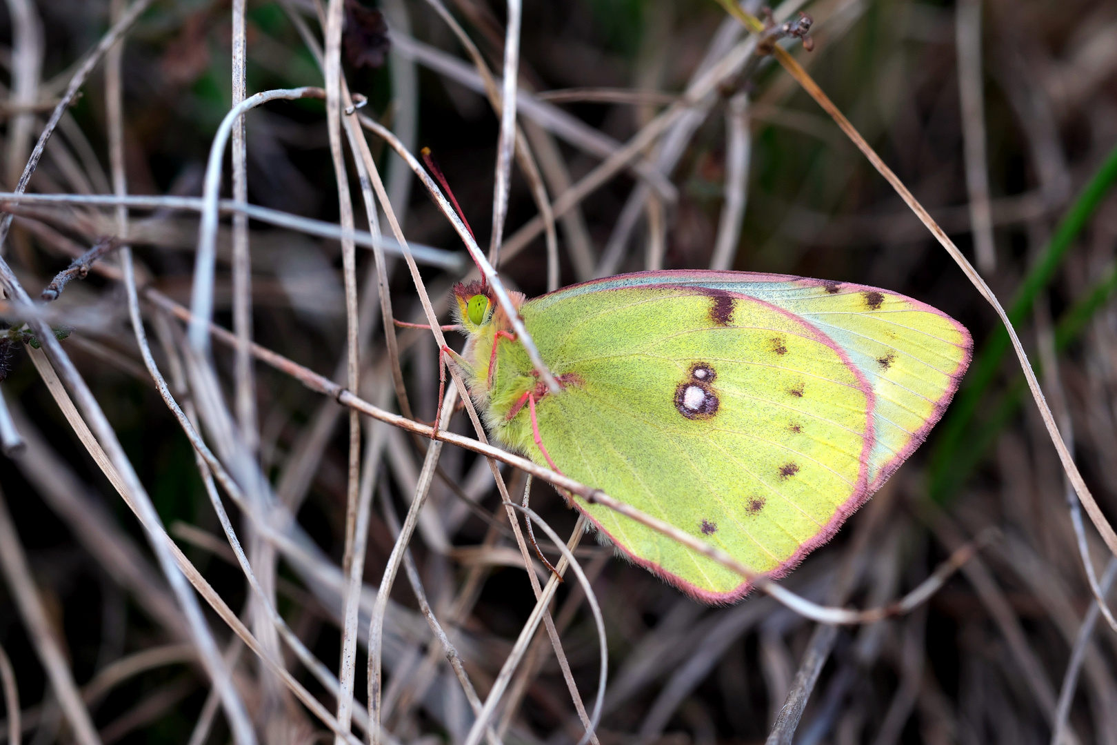 Gelbling Foto & Bild fotos, outdoor, makro Bilder auf