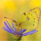 Gelbling - Colias hyale alfacariensis