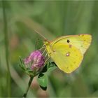 Gelbling (Colias spec.)