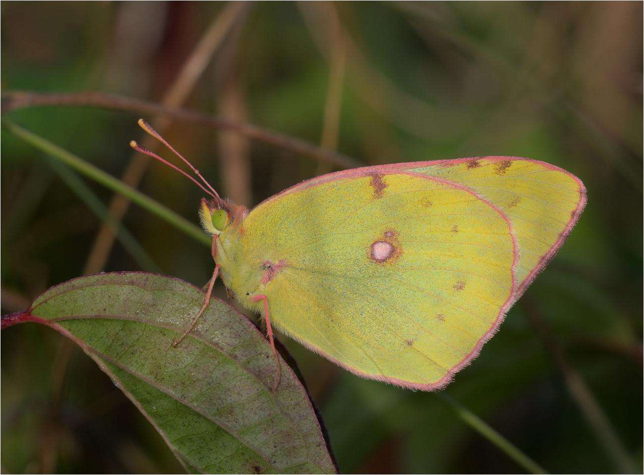 Gelbling (Colias spec.)