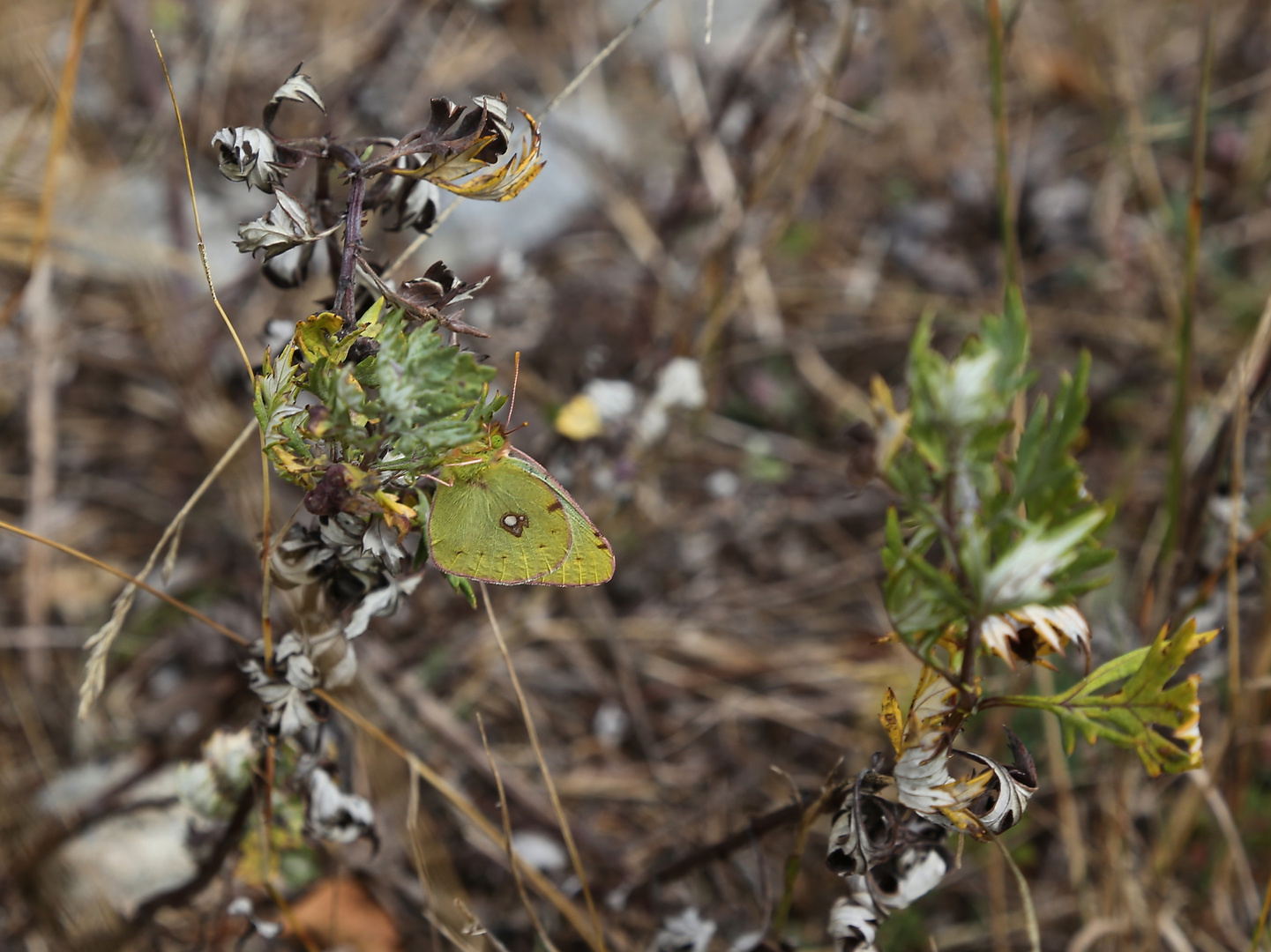 Gelbling (Postillon) (2016_09_30_EOS 6D_9485_ji)