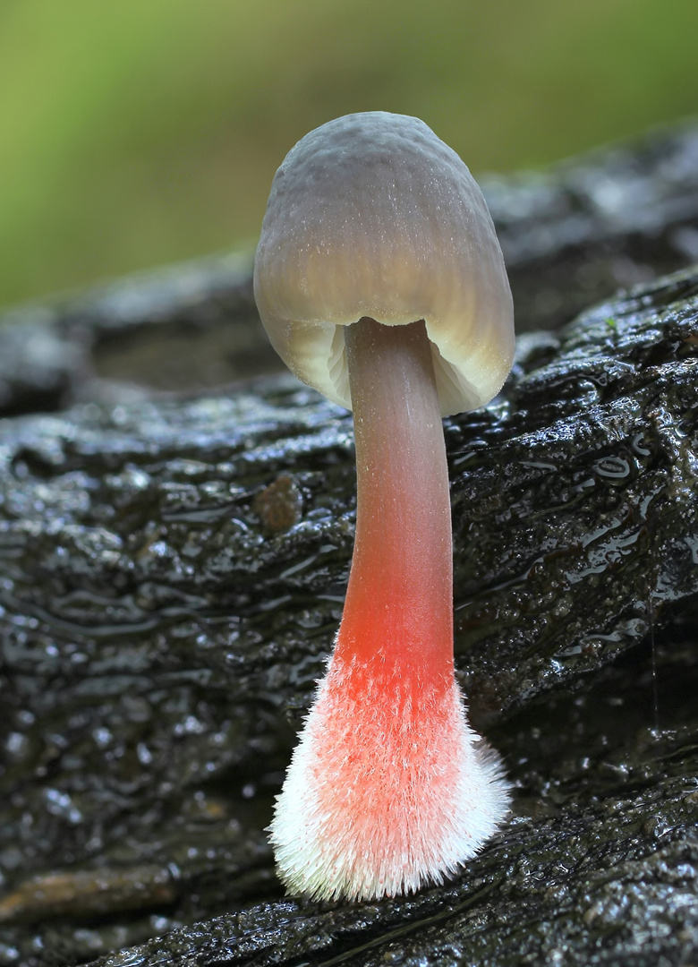 Gelbmilchender Helmling (Mycena crocata)