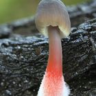 Gelbmilchender Helmling (Mycena crocata)