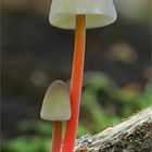 Gelbmilchender Helmling (Mycena crocata)