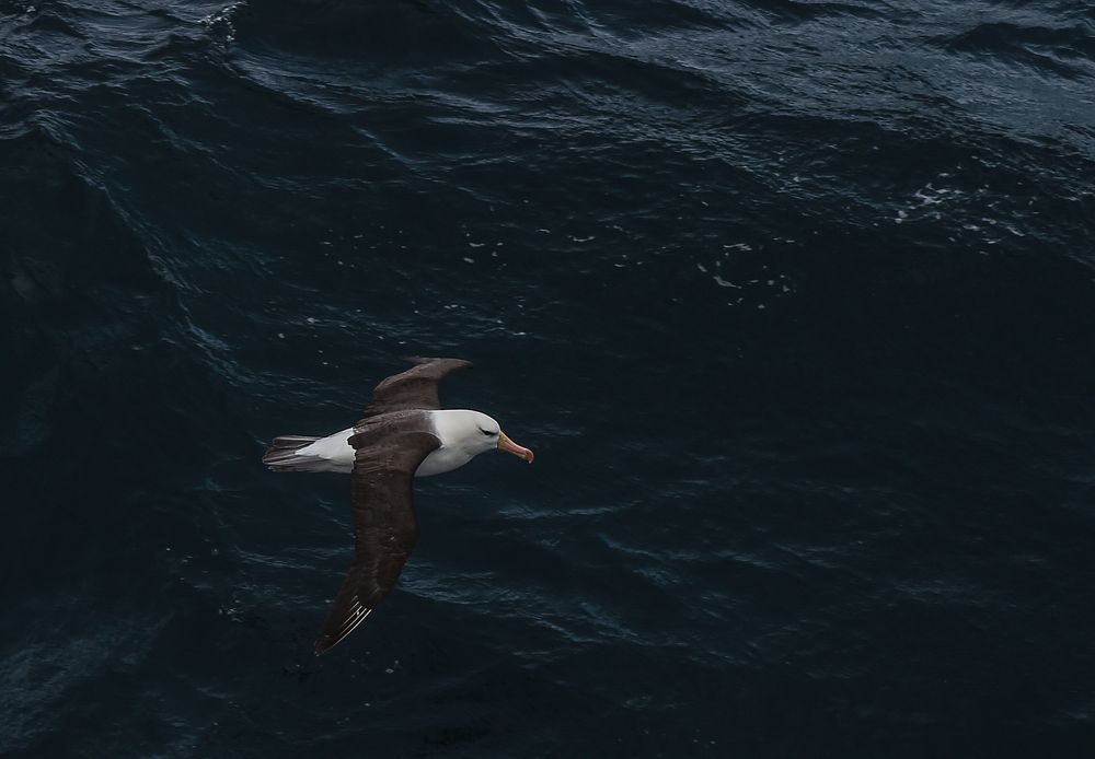 Gelbnasenalbatros  .DSC_7595-2